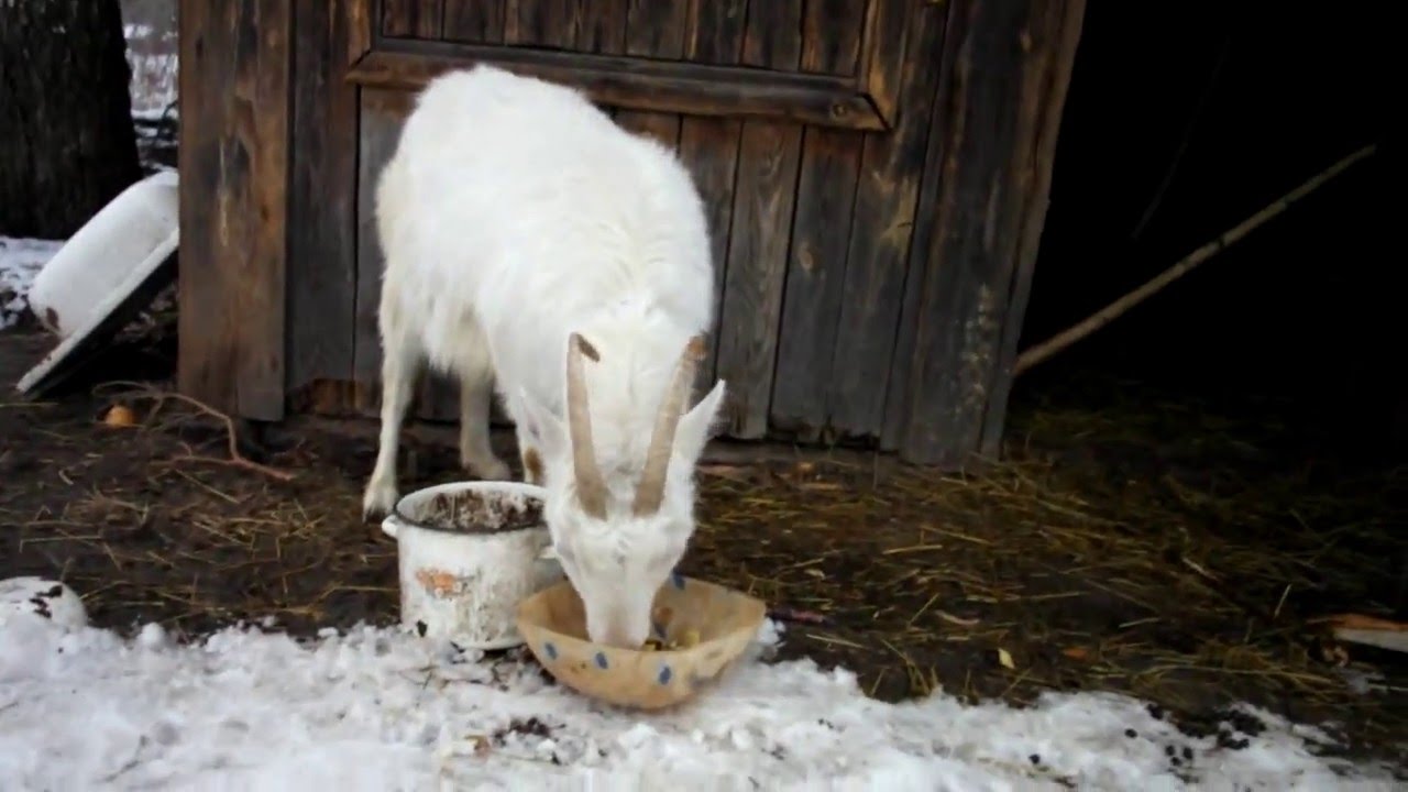 Чем кормить козу в домашних условиях. Корм для коз. Козленок зимой. Кормление коз. Домик для козы.