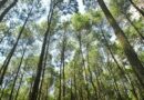 Борьба за сохранение памятника природы: прокуратура собирается остановить строительство элитного экопоселка в Пензе