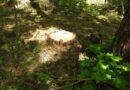 В Сердобском лесничестве «черный лесоруб» вырубил деревья на 6,9 млн рублей